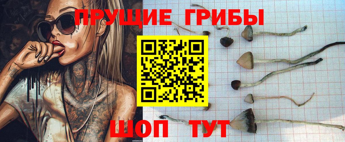Псилоцибиновые грибы Cubensis Домодедово